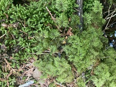 Hylocomium splendens