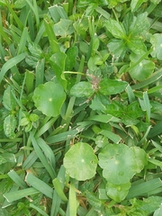 Hydrocotyle