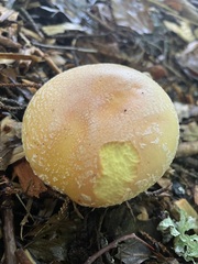 Amanita wellsii