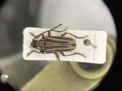 Brachysomida bivittata