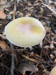 Amanita wellsii