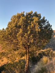 Pinus cembroides