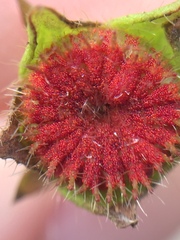 Synchytrium australe