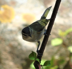 Vireo chivi