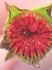 Synchytrium australe