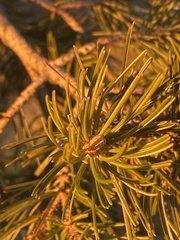 Pinus cembroides