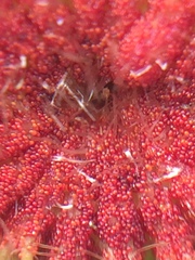 Synchytrium australe