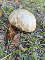 Calvatia rugosa