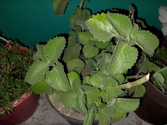Lippia graveolens