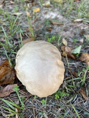 Calvatia rugosa