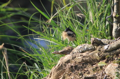 Periparus ater ptilosus