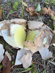 Calvatia rugosa