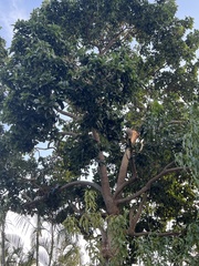 Persea americana