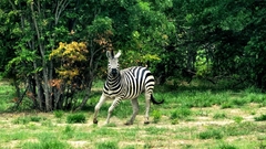 Equus quagga chapmani