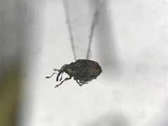 Ceutorhynchus neglectus