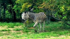 Equus quagga chapmani