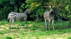 Equus quagga chapmani