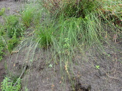 Ficinia fascicularis