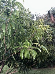 Pouteria campechiana