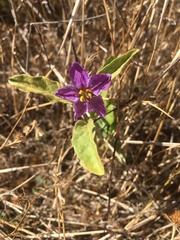 Solanum esuriale