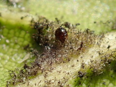 Acariformes