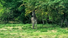 Equus quagga chapmani