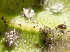 Acariformes