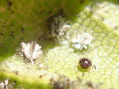 Acariformes