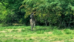 Equus quagga chapmani