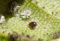 Acariformes