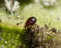 Acariformes