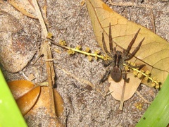 Tigrosa annexa