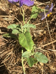 Solanum esuriale
