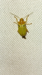 Metaxyonycha guttifera