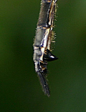 Somatochlora elongata
