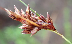 Ficinia fascicularis