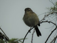 Phylloscopus canariensis