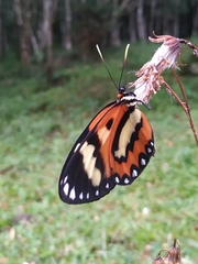 Placidina euryanassa