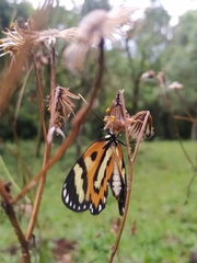 Placidina euryanassa