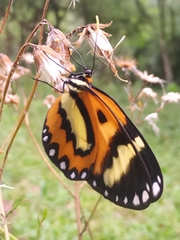 Placidina euryanassa