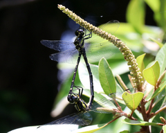 Eusynthemis nigra
