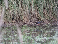 Pardirallus sanguinolentus