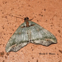 Oligopleura malachitaria
