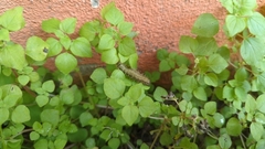 Parietaria floridana