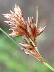 Ficinia fascicularis