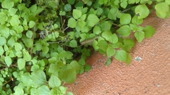 Parietaria floridana