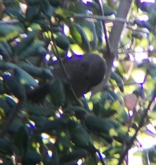 Baeolophus inornatus