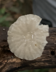 Marasmius calhouniae