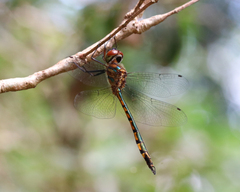 Hemicordulia continentalis