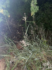 Melinis repens